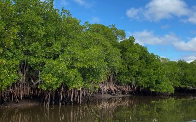 MEx30x30 Project Launches for Mexico’s Biodiversity Conservation