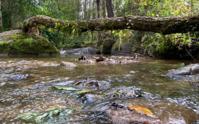Monitoreo comunitario del agua