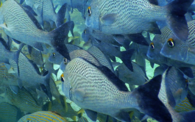 Proceso de solicitud de Zona de Refugio Pesquero