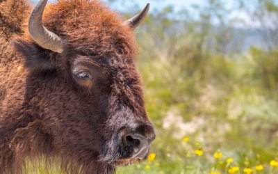 American Bison Successfully Reintroduced in Coahuila