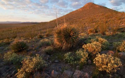FMCN recibe Rancho El Uno, un modelo de ganadería regenerativa