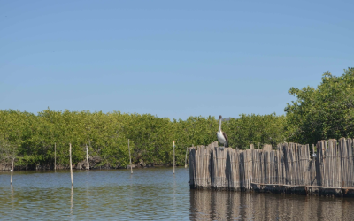 Ciencia y conservación del Carbono Azul en Norte América: Un taller trinacional de expertos