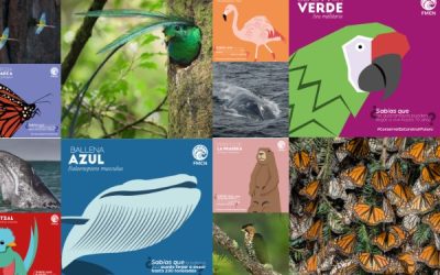 Campaña de especies en peligro