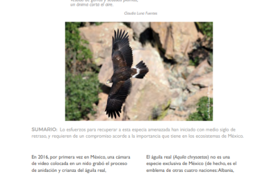 El Águila Real