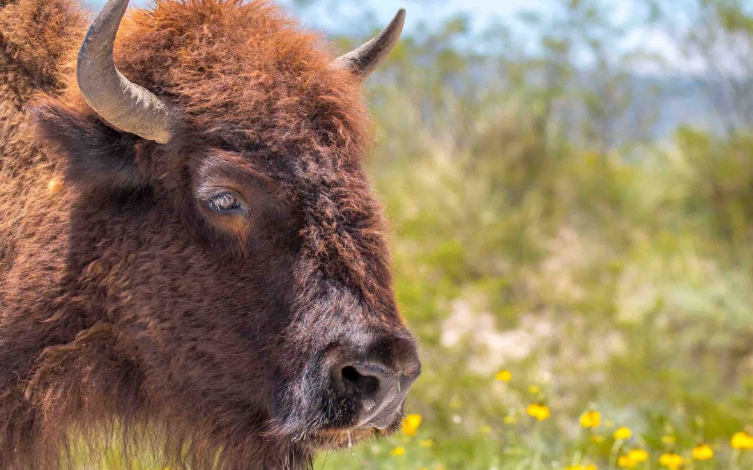 Bisonte Americano es reintroducido exitosamente en el norte de México